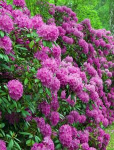Les Rhododendrons